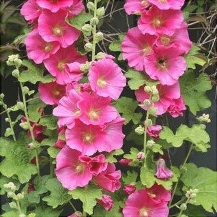 Nalba de Gradina "Alcea Rosea", Roz