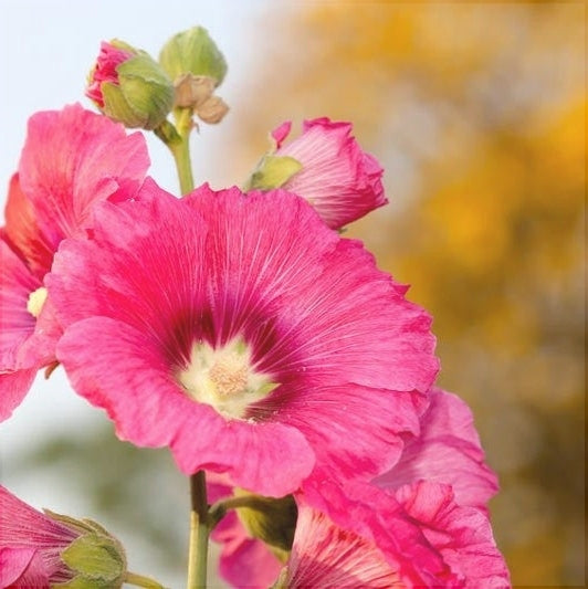 Nalba de Gradina "Alcea Rosea", Roz