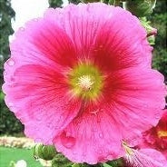 Nalba de Gradina "Alcea Rosea", Roz