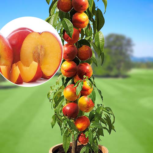 Pomi Columnari Fructiferi