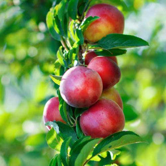 Nectarin Columnar - Pom Fructifer anul 2, 1 Bucata