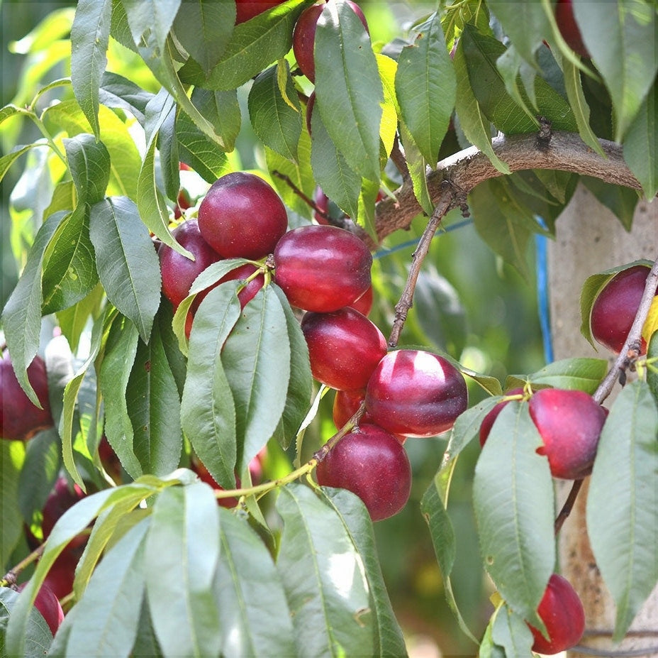 Nectarin "Cora", Anul 2, 1 Bucata