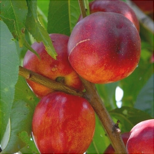 Nectarin "Cora", Anul 2, 1 Bucata