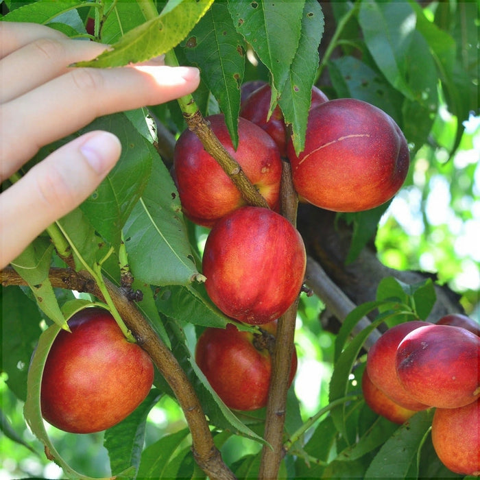 Nectarin "Cora", Anul 2, 1 Bucata