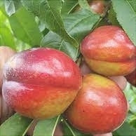 Nectarin "Crimsongold", Anul 2, 1 Bucata