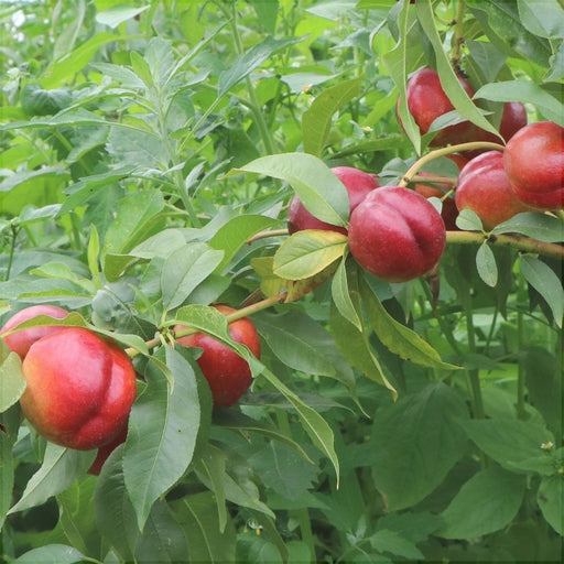 Nectarin "Crimsongold", Anul 2, 1 Bucata
