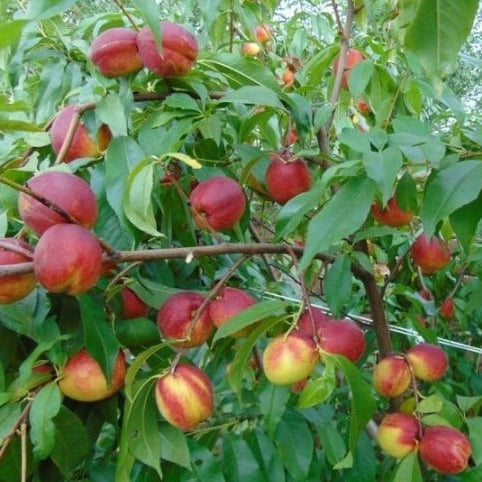 Nectarin "Fantasia", Anul 2, 1 Bucata