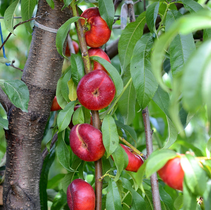 Nectarin "Fruct Plat", Anul 2, 1 Bucata