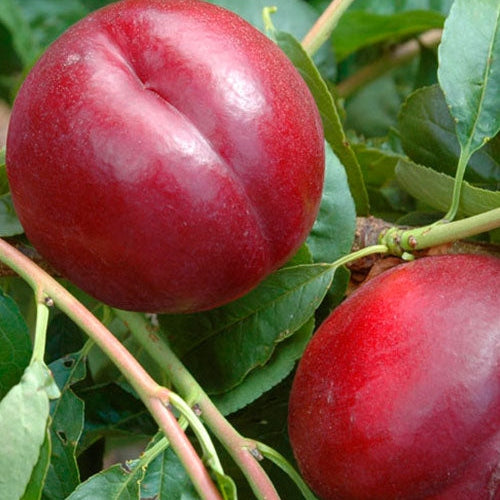 Nectarin "Honey Flame", Anul 2, 1 Bucata