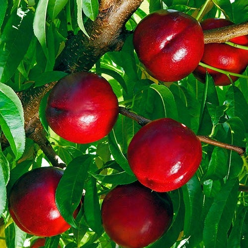 Nectarin "Honey Flame", Anul 2, 1 Bucata