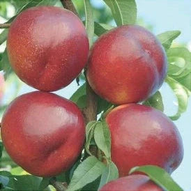 Nectarin "Romamer", Anul 2, 1 Bucata