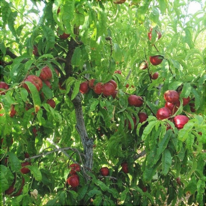Nectarin "Romamer", Anul 2, 1 Bucata