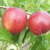 Nectarin "Tina", Anul 2, 1 Bucata