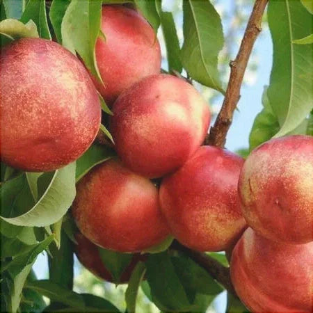 Nectarin "Tina", Anul 2, 1 Bucata