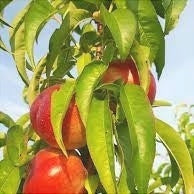 Nectarin "Tina", Anul 2, 1 Bucata