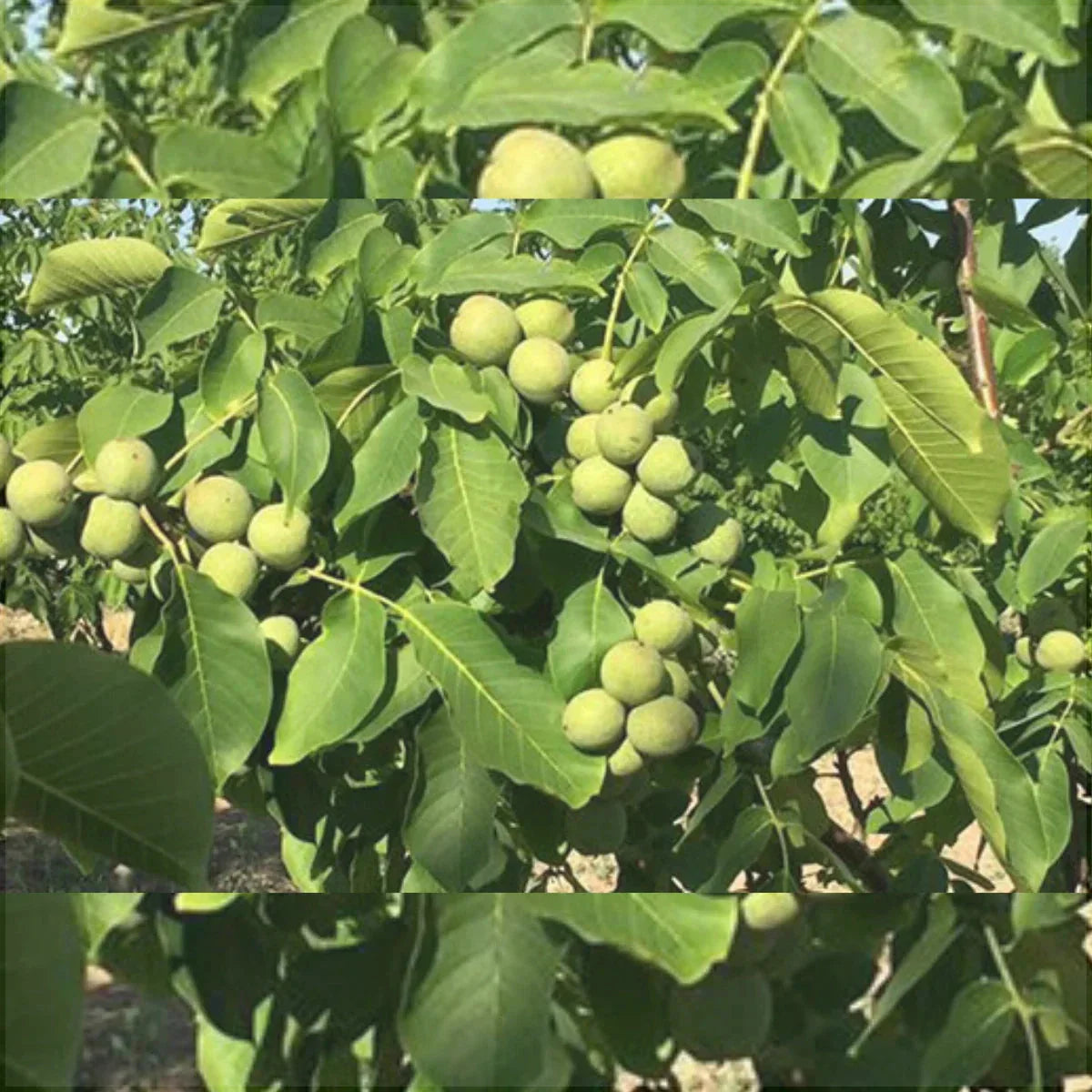 Nuc "Chandler", Anul 2, 1 Bucată