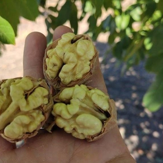 Nuc "Franquette", Anul 2, 1 Bucată