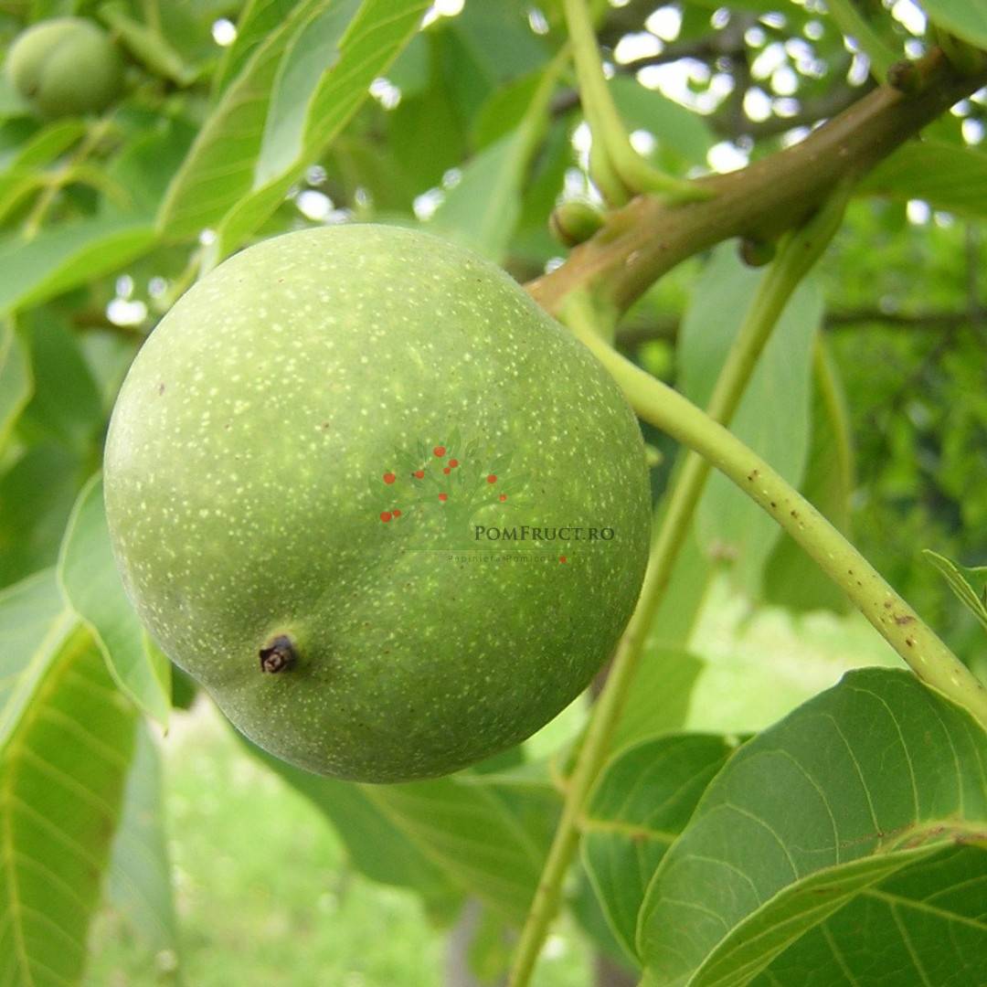 Nuc "Franquette", Anul 2, 1 Bucată