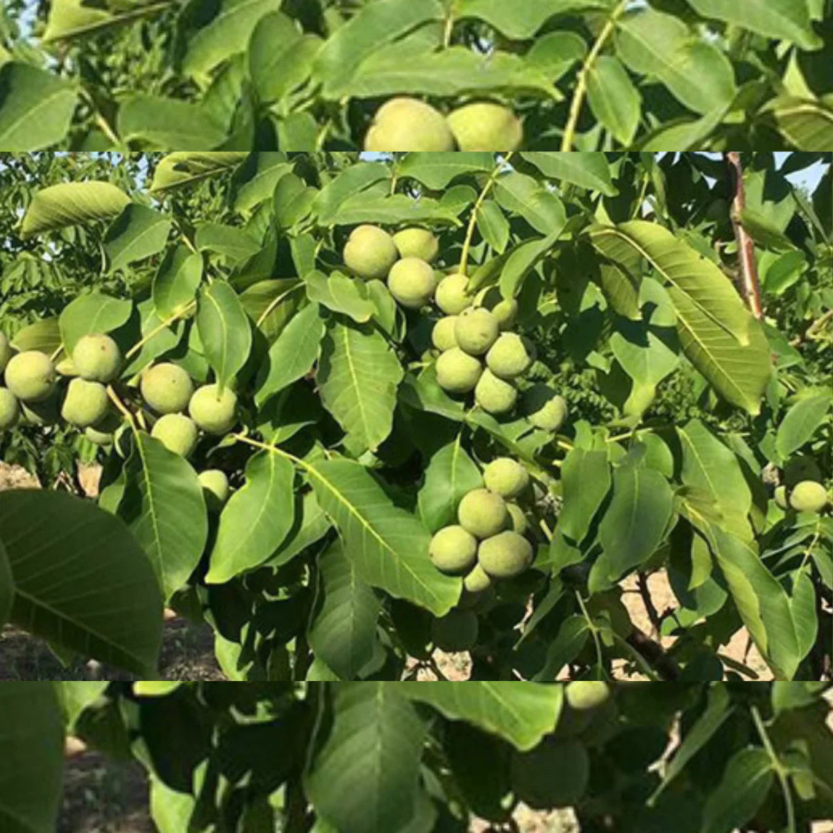 Nuc "Franquette", Anul 2, 1 Bucată