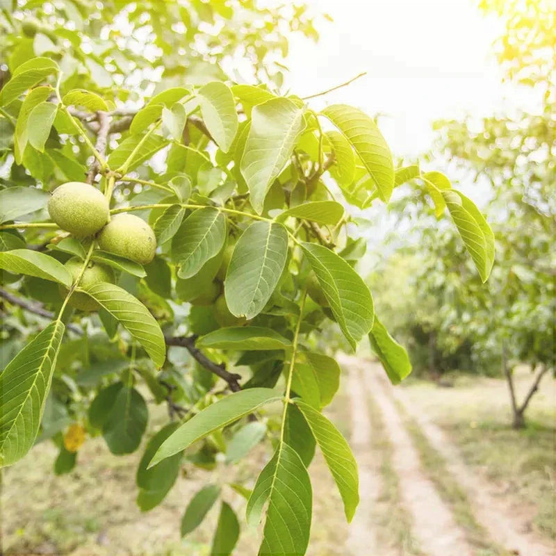 Nuc "Germisara", Anul 2, 1 Bucata