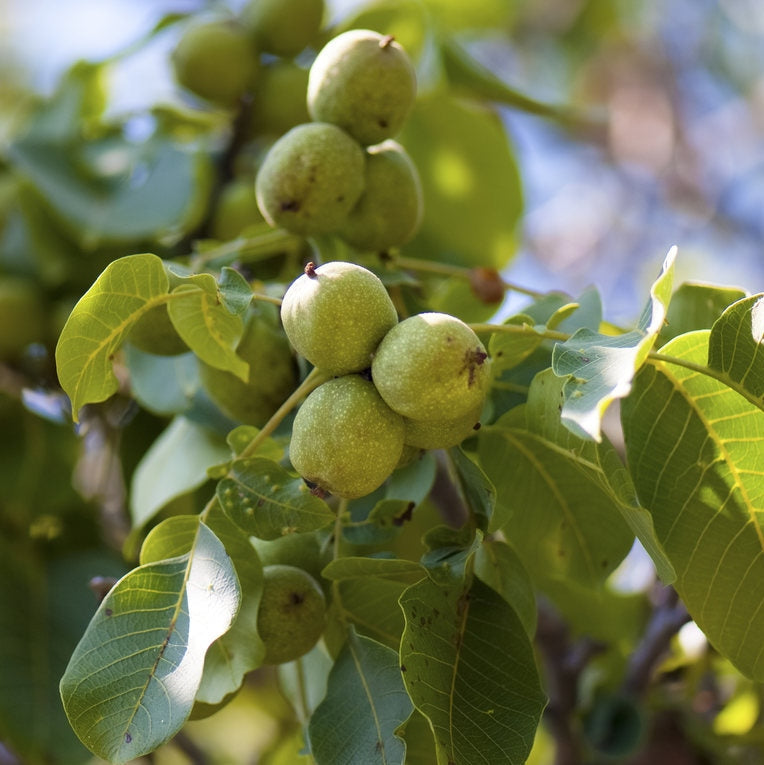 Nuc "Sibisel 44", Anul 2, 1 Bucata