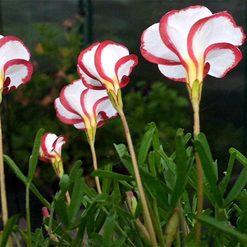 Oxalis Versicolor с белыми цветками с красной каймой среди зелёной листвы в саду