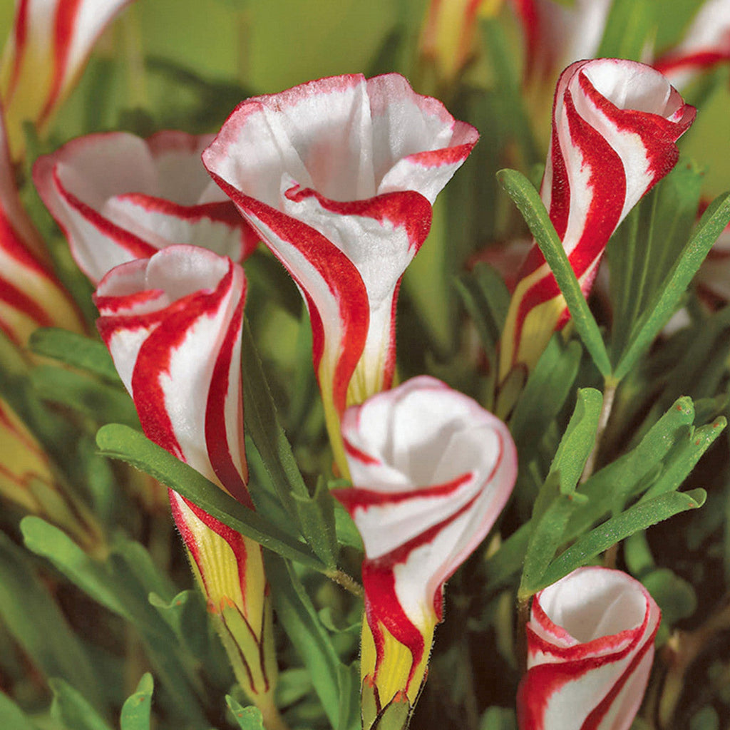 Цветы Oxalis versicolor с бело-красными лепестками и зелёной листвой крупным планом