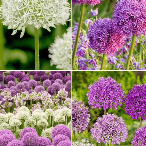 Pachet Promotional Bulbi de Allium "Gigant" Mixt - 10 bucati