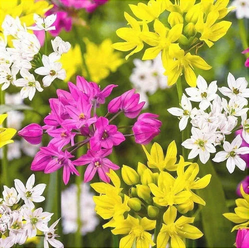 Pachet Promotional Bulbi de Allium "Stipitatum" Mixt, 5 Bucati