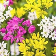 Pachet Promotional Bulbi de Allium "Stipitatum" Mixt, 5 Bucati