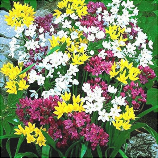 Pachet Promotional Bulbi de Allium "Stipitatum" Mixt, 5 Bucati