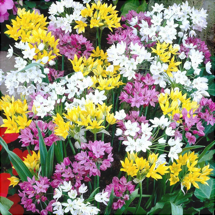 Pachet Promotional Bulbi de Allium "Stipitatum" Mixt, 5 Bucati
