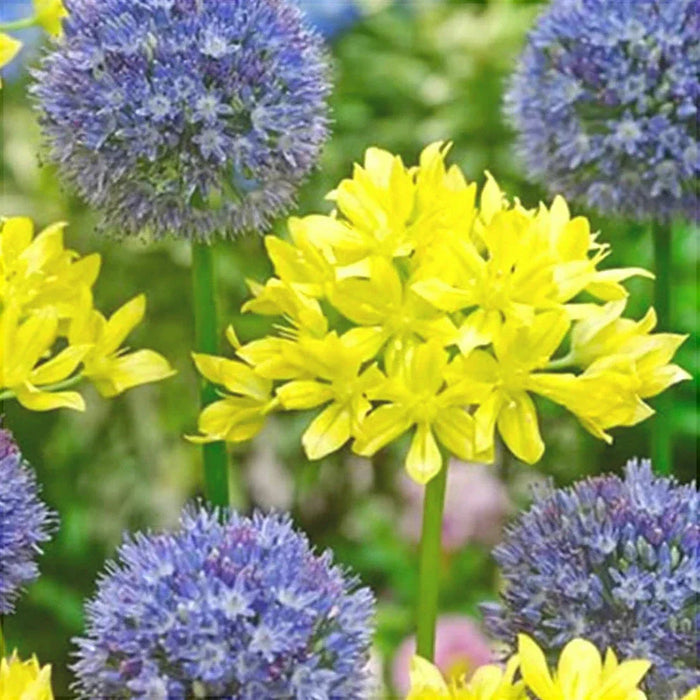 Pachet Promotional Bulbi de Allium "Stipitatum" Mixt, 5 Bucati