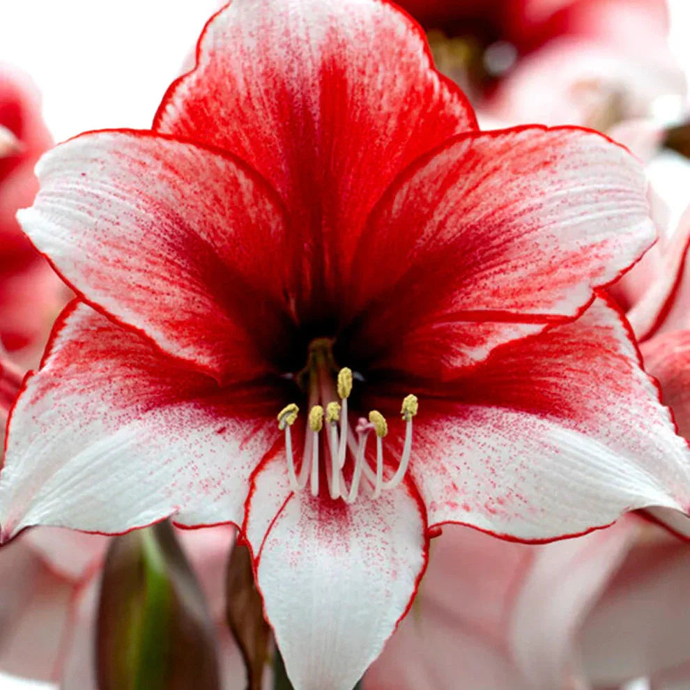 Pachet Promotional Bulbi de Amarillys Mixt, 15 Bucati