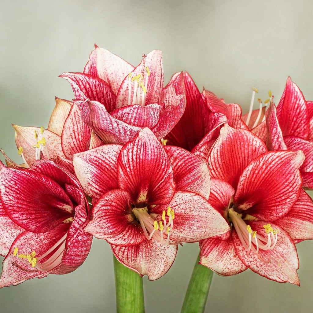 Pachet Promotional Bulbi de Amarillys Mixt, 15 Bucati