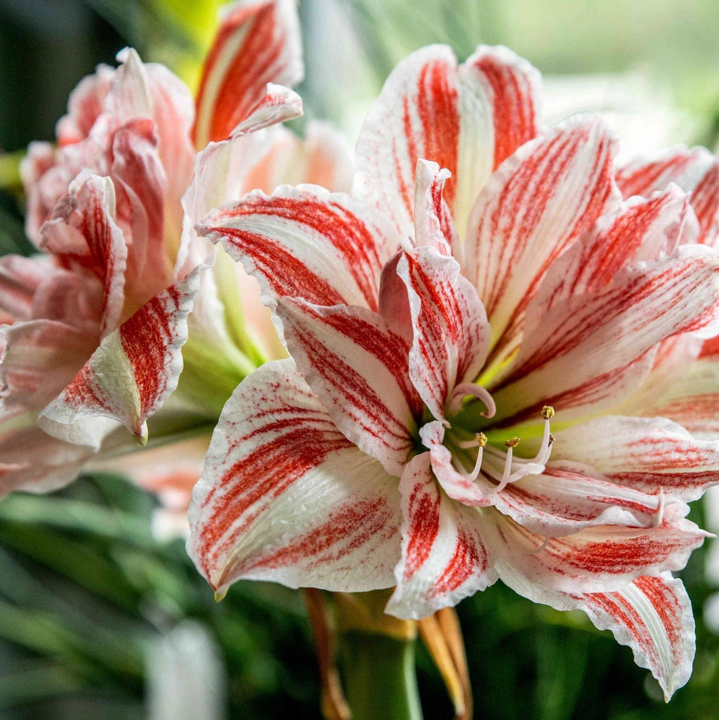 Pachet Promotional Bulbi de Amarillys Mixt, 15 Bucati