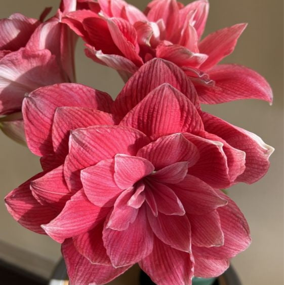 Pachet Promotional Bulbi de Amarillys Mixt, 15 Bucati