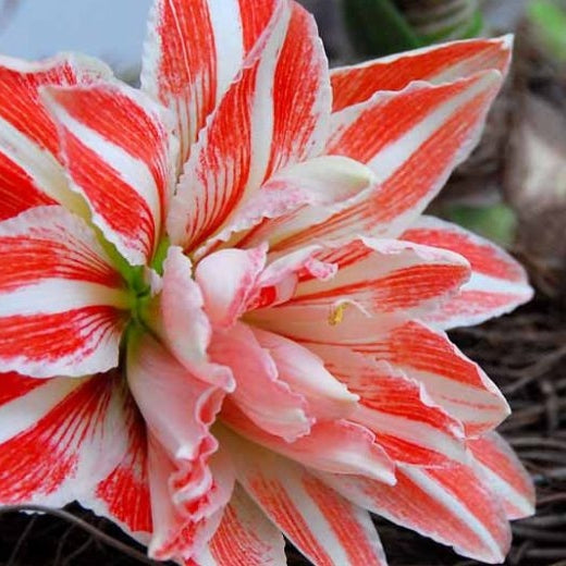 Pachet Promotional Bulbi de Amarillys Mixt, 15 Bucati