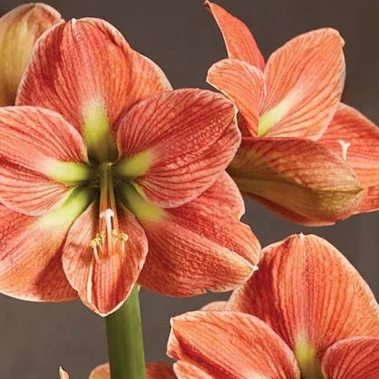 Pachet Promotional Bulbi de Amarillys Mixt, 15 Bucati