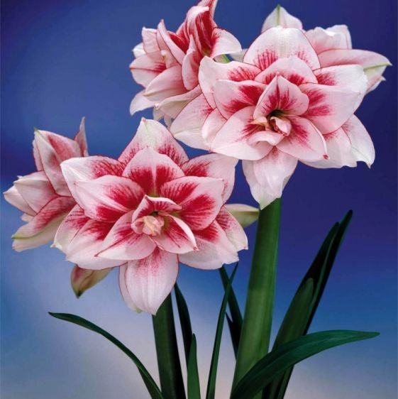 Pachet Promotional Bulbi de Amarillys Mixt, 15 Bucati