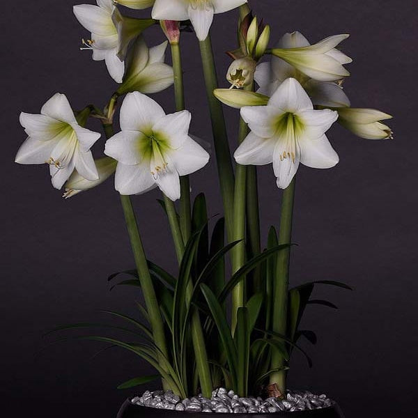 Pachet Promotional Bulbi de Amarillys Mixt, 5 Bucati