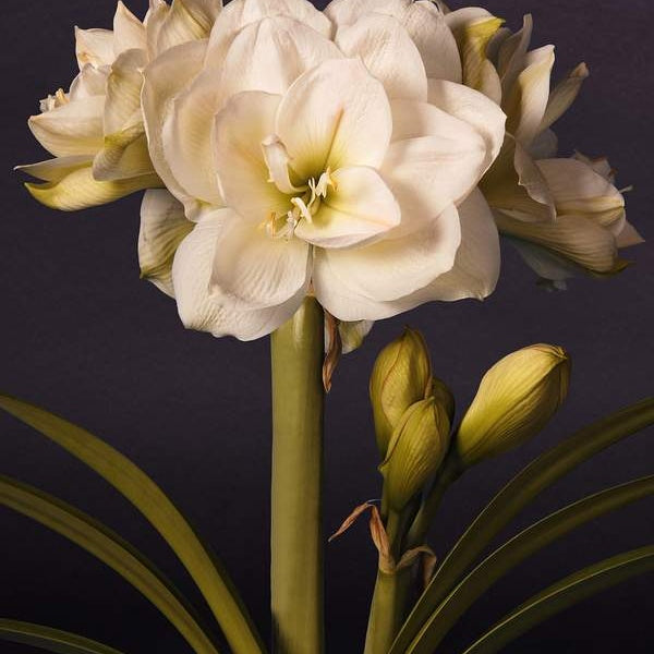 Pachet Promotional Bulbi de Amarillys Mixt, 5 Bucati