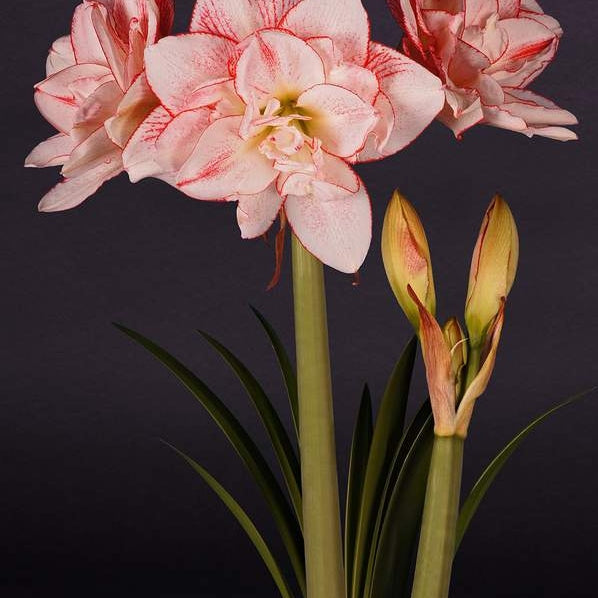 Pachet Promotional Bulbi de Amarillys Mixt, 5 Bucati