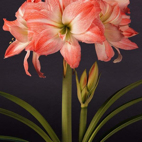 Pachet Promotional Bulbi de Amarillys Mixt, 5 Bucati