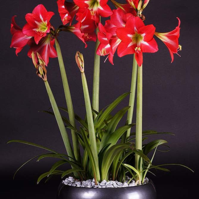 Pachet Promotional Bulbi de Amarillys Mixt, 5 Bucati