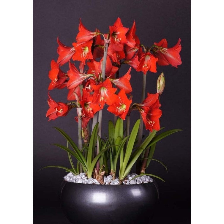 Pachet Promotional Bulbi de Amarillys Mixt, 5 Bucati