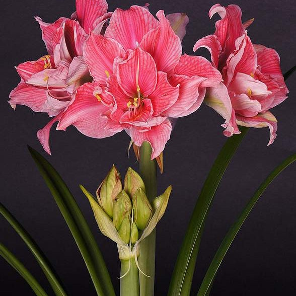 Pachet Promotional Bulbi de Amarillys Mixt, 5 Bucati