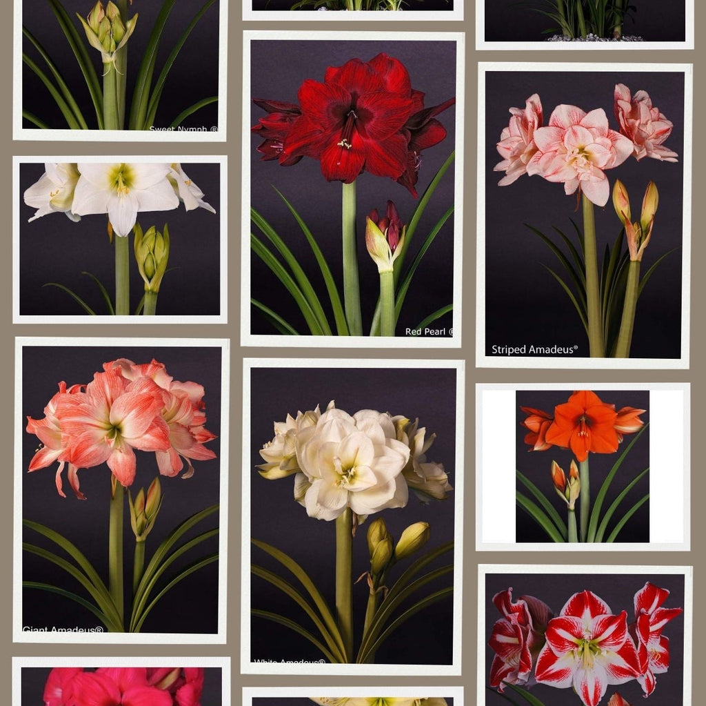 Pachet Promotional Bulbi de Amarillys Mixt, 5 Bucati