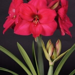 Pachet Promotional Bulbi de Amarillys Mixt, 9 Bucati