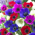 Pachet-Promotional-Bulbi-de-Anemone-Mixt-25-Bucati-0 - Pepiniera României
